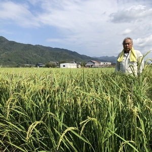 【※玄米】2023年産 岩船産コシヒカリ　製造部顧問（前杜氏） 田澤勝の自家栽培 